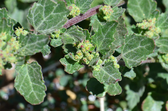 Nettleleaf Goosefoot is an annual that blooms primarily from spring through fall but year-round in warmer geographic locals. Chenopodiastrum murale Nettleleaf Goosefoot is an annual that blooms primarily from spring through fall but year-round in warmer geographic locals. Chenopodiastrum murale